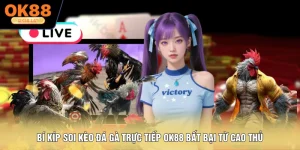 Bí Kíp Soi Kèo Đá Gà Trực Tiếp OK88 Bất Bại Từ Cao Thủ