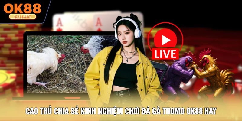 Cao thủ chia sẻ kinh nghiệm chơi đá gà Thomo OK88 hay