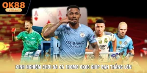 Kinh Nghiệm Chơi Đá Gà Thomo OK88 Giúp Bạn Thắng Lớn